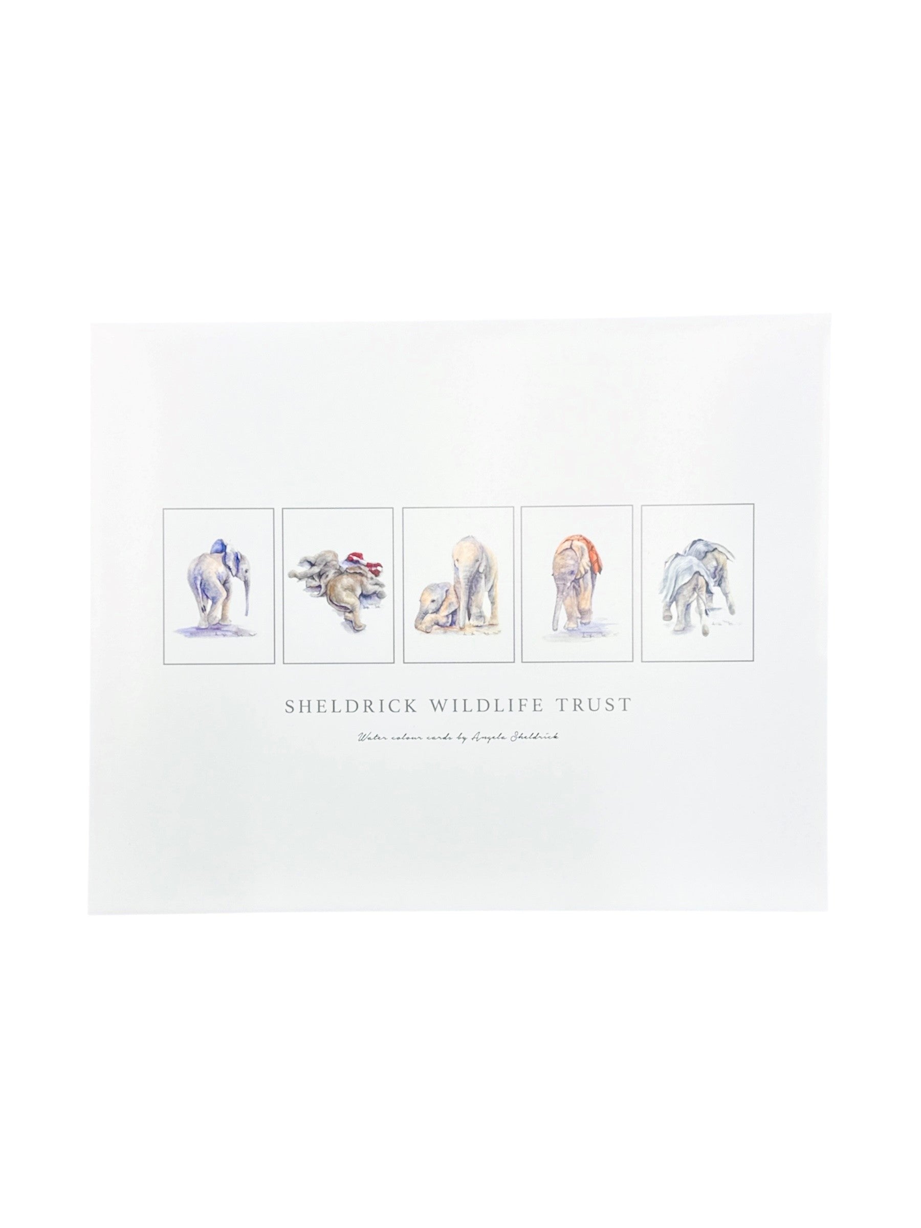 Watercolor Prints by Angela Sheldrick